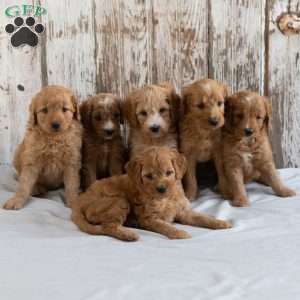 Annabelle, Mini Goldendoodle Puppy
